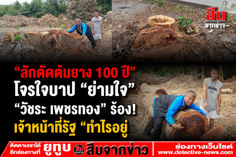 วัชระ ร้องผู้ว่าฯ สุราษฎร์ใครหนอใจร้ายโค่นต้นยางใหญ่อายุกว่า100 ปี ในวัดศานติ-ไมตรี