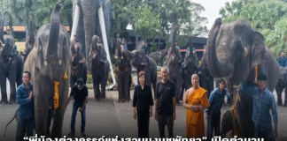 “พี่น้องต่างครรภ์แห่งสวนนงนุชพัทยา” เปิดตำนานอบอุ่นสองชีวิตใหม่ลูกช้างคู่สายเลือดเดียวกัน