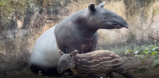 สวนสัตว์เปิดเขาเขียว ชวนร่วมโหวตตั้งชื่อ “ลูกสมเสร็จ” หมอนทอง แตงไทย หรือเมเปิ้ล ลุ้นรับเงิน 3,000 บาท