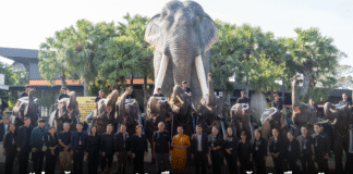 “ปางช้างลูกดก 11 เดือน คลอดแล้ว 9 เชือก ” สวนนงนุชพัทยาจัดใหญ่พิธีรับขวัญลูกช้าง