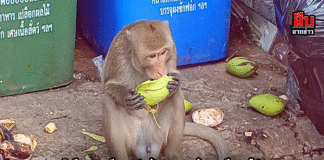 ลิงยึดตลาดศรีราชา! ฝูงเจ้าจอมซนบุกคุ้ยขยะ-ปีนสายไฟ วอนหน่วยงานเร่งจัดการก่อนชาวบ้านเดือดร้อนหนัก