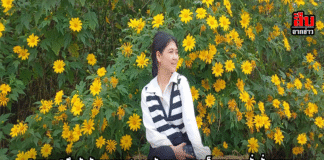 “พบพระ” คึกคักรับลมหนาว! ดอกบัวตอง–มากาเร็ตบานสะพรั่งทั่วหุบเขา นักท่องเที่ยวแห่เช็กอิน “โมริยาห์สวนดอกไม้” จุดชมวิวสุดโรแมนติกแห่งตาก