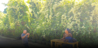 ลมหนาวพัดดอกลัดดาวัลย์บานสะพรั่ง ชบารีสอร์ทดึงดูดนักท่องเที่ยวทั่วประเทศ!