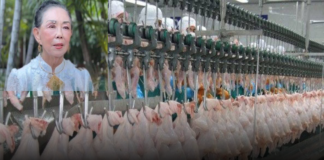 “ฉวีวรรณ กรุ๊ป” สู้ข้าวยากหมากแพง! ขนทัพไก่-ไข่เกรดส่งออก ดัมพ์ราคาช่วยชาวศรีราชาทุกวันพุธแบบไม่มีกำหนด