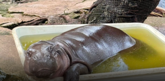 สวนสัตว์เปิดเขาเขียว ขอบคุณทุกความห่วงใยที่มีให้ “น้องหมูเด้ง” ยันดูแลตามมาตรฐานสากล พร้อมกางแผน “ฮิปโปวิลเลจ” 10 ไร่