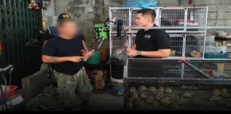 ตำรวจสอบสวนกลาง (CIB) ทลายแหล่งพักสัตว์ป่าข้ามชาติย่านประชาอุทิศ ยึดเต่าดาวอินเดียบัญชีไซเตส 1 กว่า 70 ตัว