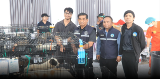 เมืองพัทยา ร่วมกับ มูลนิธิเพื่อสุนัขในซอย ลุยทำหมันสุนัขเกาะล้านลดการขยายพันธุ์ แก้ปัญหาสุนัขจรจัด