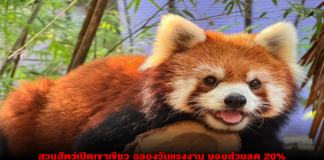 สวนสัตว์เปิดเขาเขียว ฉลองวันแรงงาน มอบส่วนลด 20% ให้ผู้ใช้แรงงาน จัดเต็มชมสัตว์ทั้งกลางวันและกลางคืน พร้อมพบสมาชิกใหม่ ลูกสล๊อต “ลิตเติ้ลแฟลช”