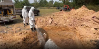 มุกดาหาร ปศุสัตว์ร่วมหน่วยงานที่เกี่ยวข้องนำลูกเจี๊ยบ 36,000 ตัว ไปทำลายฝังกลบทันทีตัดวงจรโรคระบาดหน้าร้อน