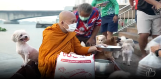 โซเชียลแห่แชร์คลิปไวรัล “หลวงพ่อล่องเรือบิณฑบาตพร้อมฝูงสุนัข” ด้านสมาคมพิทักษ์สัตว์ฯ เตือน ระวังอันตรายแฝง