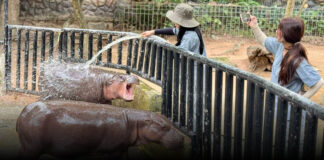 สวนสัตว์เปิดเขาเขียว เปิดกิจกรรมสุดเอ็กซ์คลูซีฟ “Zoo Keeper Insight : หมูเด้ง Edition” สัมผัสชีวิตผู้ดูแลสัตว์ เรียนรู้การดูแล “น้องหมูเด้ง” อย่างใกล้ชิด