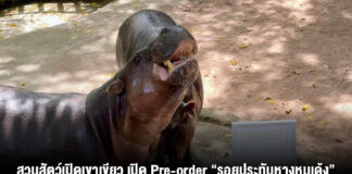 สวนสัตว์เปิดเขาเขียว เปิด Pre-order “รอยประทับหางหมูเด้ง” ฉลองวันเกิดครบ 2 ขวบ ผลิตเพียง 999 ชิ้นทั่วโลก