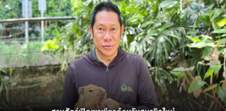 สวนสัตว์เปิดเขาเขียวต้อนรับสมาชิกใหม่ “ลูกหนูยักษ์คาปิบารา” สุดคิวท์ ชวนเที่ยว 28 ก.ค. เด็กเข้าฟรี